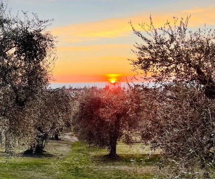 Degustazione Olio Extravergine del Garda: Tour Panoramico ed Esperienza Sensoriale 16 Degustazione Olio Extravergine del Garda: Tour Panoramico ed Esperienza Sensoriale 16